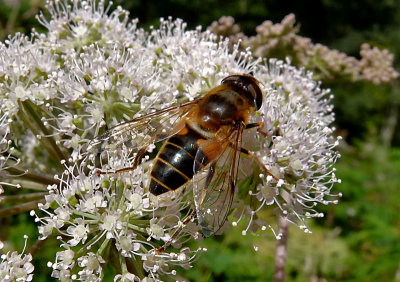 Hoverfly.