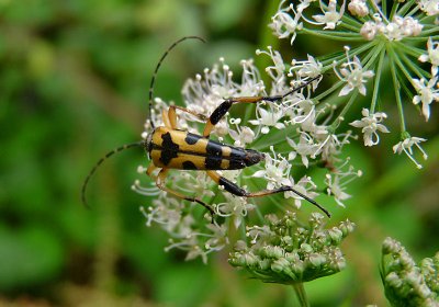 Longhorn Beetle.