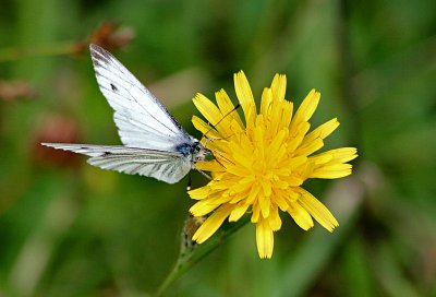 Green-veined White.