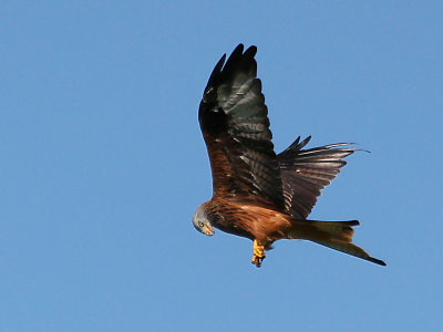 Red Kite.