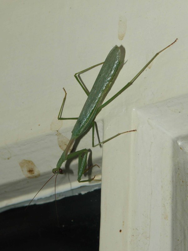 Praying Mantis 2.jpg