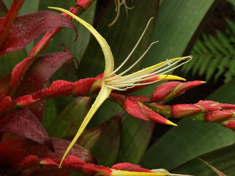 Imperial Bromeliad