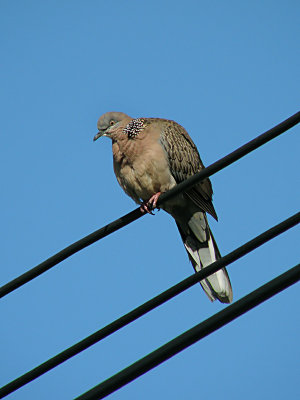Spotted Dove.jpg