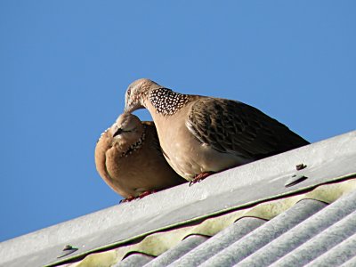 Spotted Doves 4.jpg
