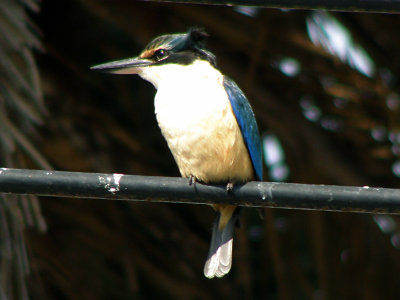 Kingfisher 5.jpg