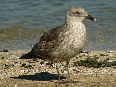 Shearwater.jpg
