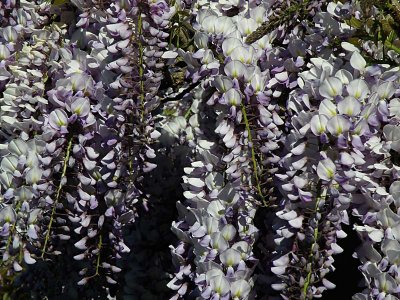 Wisteria 1.jpg