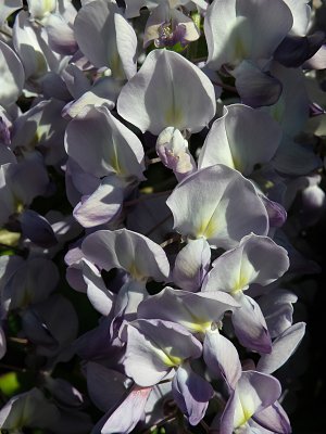 Wisteria 2.jpg