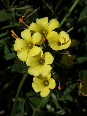 Oxalis 2.jpg