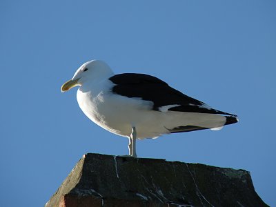 Blackbacked Gull.jpg
