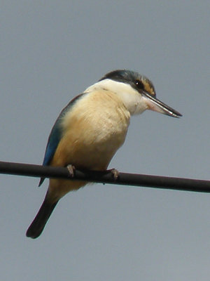 Kingfisher 1.jpg