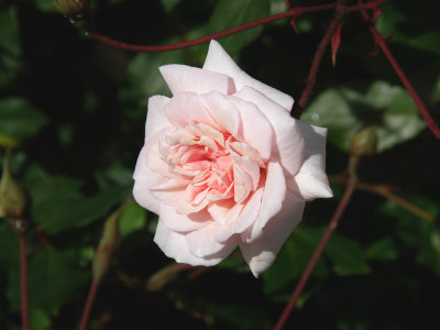 Hedge Rose.jpg