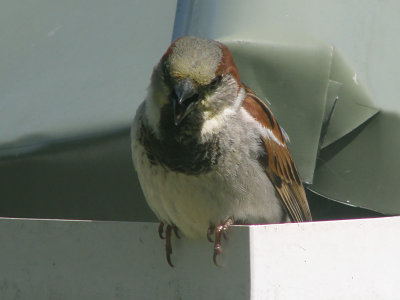 Sparrow 5.jpg
