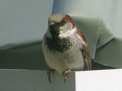 Sparrow 6.jpg