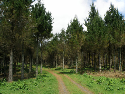 Klondyke Access Road.jpg