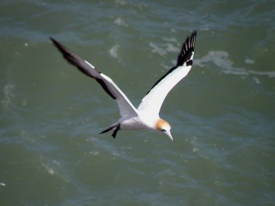 Gannet In Flight 02.jpg