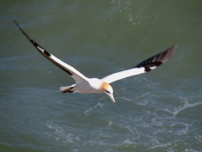 Gannet In Flight 04.jpg