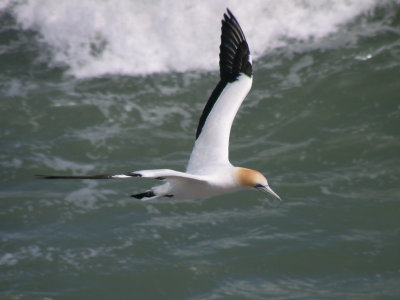 Gannet In Flight 09.jpg