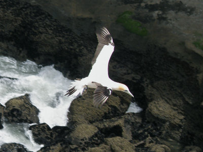 Gannet In Flight 12.jpg