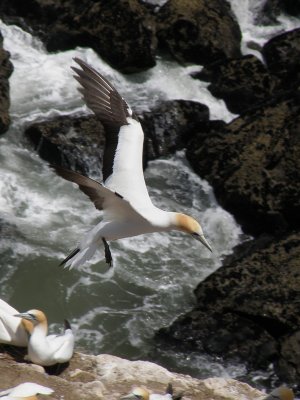 Gannet In Flight 13.jpg