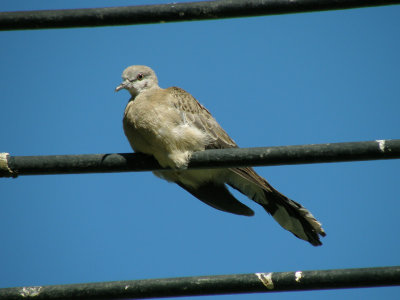 Spotted Dove 3.jpg