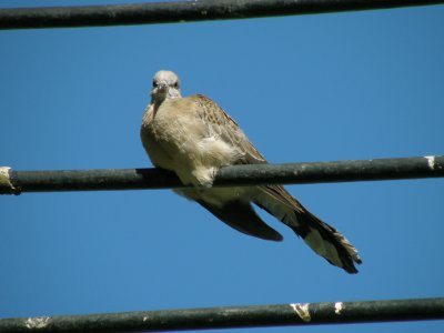 Spotted Dove 4.jpg
