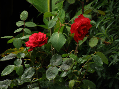 2 Roses.jpg