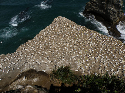 Gannets and Chicks 1.jpg