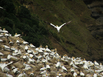 Gannet Traffic 2.jpg