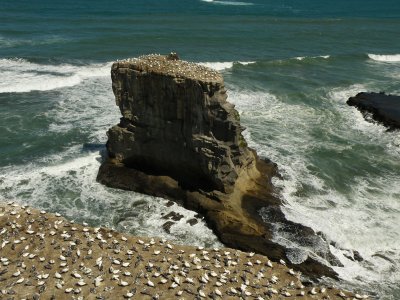 Gannet Colony 02.jpg