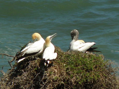 Gannet Colony 04.jpg