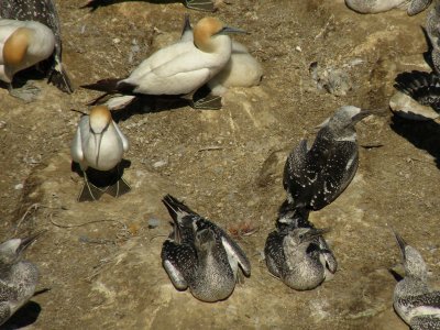 Gannets 3.jpg