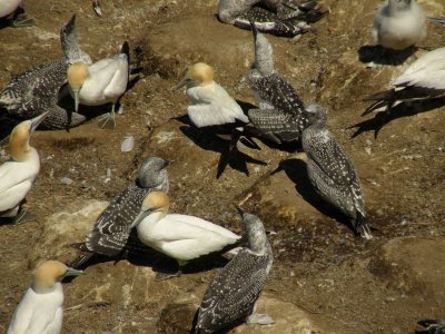 Gannets 4.jpg