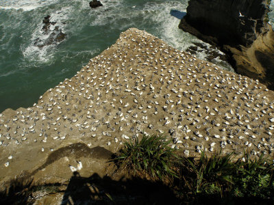 Gannet Colony 05.jpg