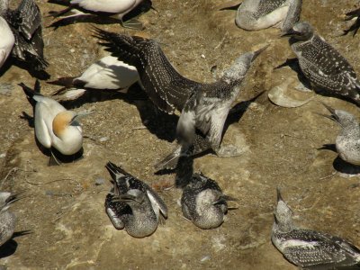 Fledgling landing.jpg