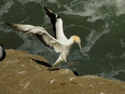 Gannet Landing.jpg