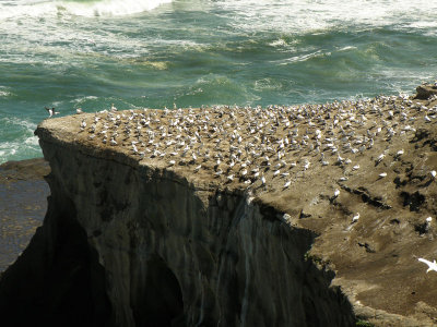 Gannet Colony 06.jpg