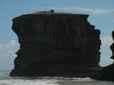 Gannet Colony 07.jpg