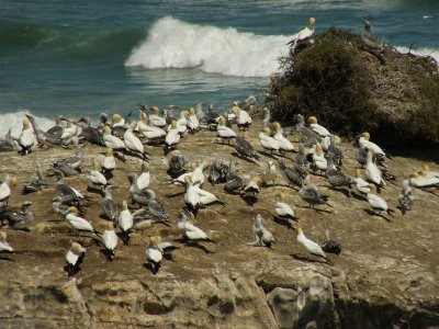 Gannet Colony 10.jpg