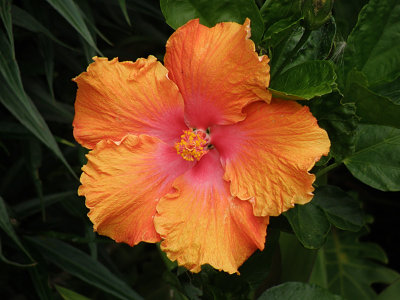 Hibiscus 1.jpg