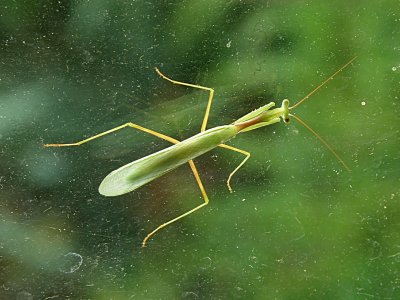 Praying Mantis 1.jpg