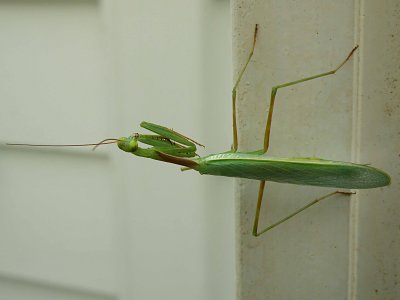 Praying Mantis 9.jpg