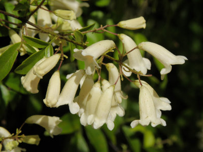 White Shrub 3.jpg