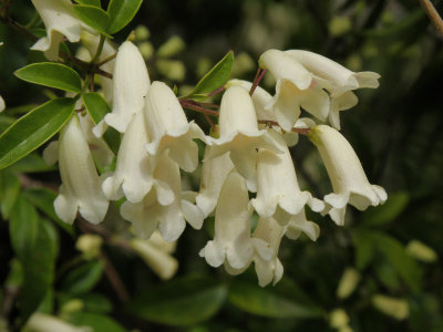 White Shrub 4.jpg