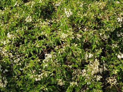 White Shrub 5.jpg