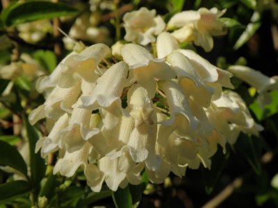 White Shrub 7.jpg