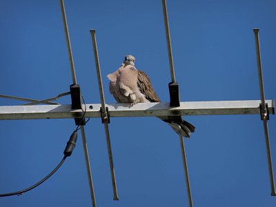 Spotted Dove 1.jpg