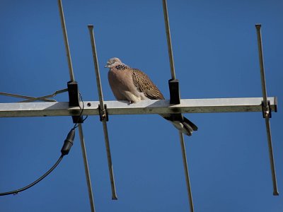 Spotted Dove 2.jpg