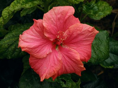 Hibiscus.jpg