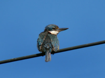 Kingfisher 1.jpg